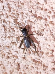 Gryllus lightfooti