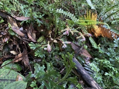 Collabium formosanum