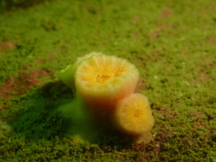 Cladopsammia eguchii