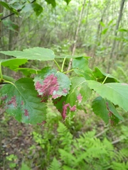 Acalitus longisetosus