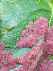 Acalitus longisetosus