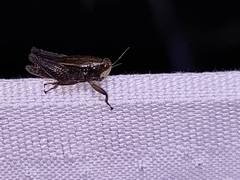 Batrachideinae