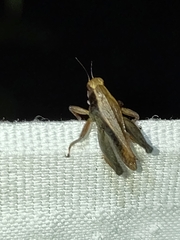 Batrachideinae
