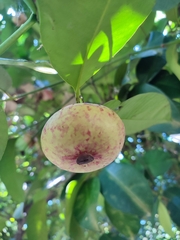 Garcinia