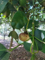 Garcinia