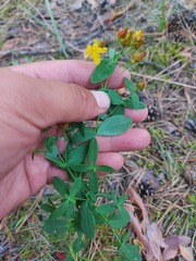 Hypericum attenuatum