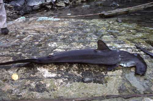 Sphyrna lewini