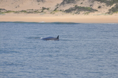 Balaenoptera edeni brydei