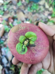 Garcinia