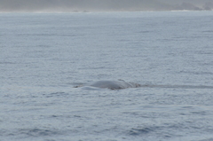 Balaenoptera edeni brydei