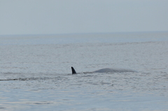 Balaenoptera edeni brydei