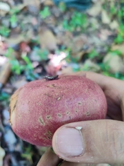 Garcinia