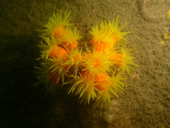 Dendrophyllia arbuscula