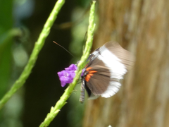 Heliconius sapho