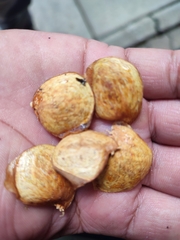 Garcinia