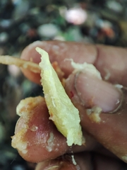 Garcinia