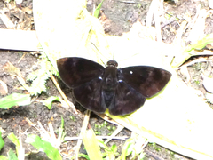 Achlyodini