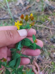 Hypericum attenuatum
