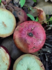 Garcinia
