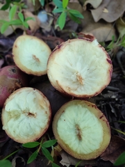 Garcinia