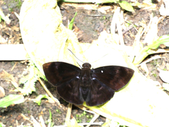Achlyodini
