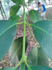 Garcinia