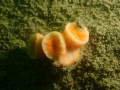 Cladopsammia eguchii