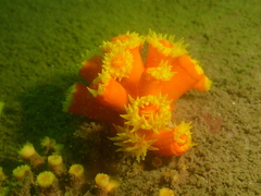 Dendrophyllia arbuscula