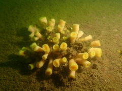 Cladopsammia eguchii