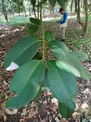Garcinia