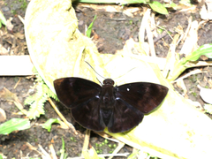 Achlyodini