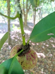 Garcinia