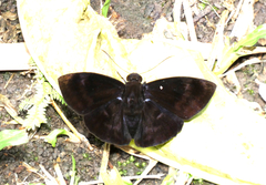 Achlyodini