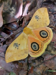 Automeris jucunda