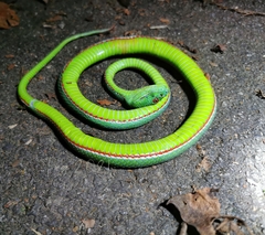 Trimeresurus yingjiangensis