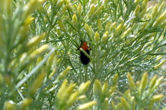 Lytta vulnerata