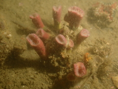 Cladopsammia eguchii