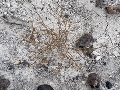 Chaetadelpha wheeleri