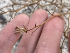 Chaetadelpha wheeleri