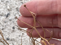 Chaetadelpha wheeleri