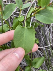Muehlenbeckia adpressa