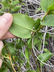 Muehlenbeckia adpressa