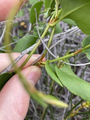 Muehlenbeckia adpressa
