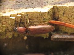 Athous rufiventris