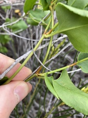 Muehlenbeckia adpressa