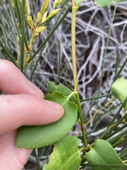 Muehlenbeckia adpressa
