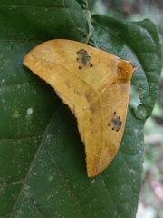 Automeris jucunda