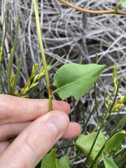 Muehlenbeckia adpressa