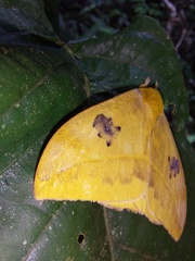 Automeris jucunda