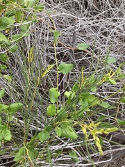 Muehlenbeckia adpressa